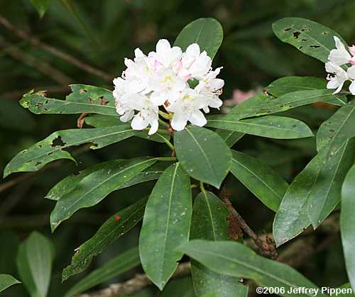 Great Laurel, Rosebay Rhododendron, Great Rhododendron (Rhododendron maximum)