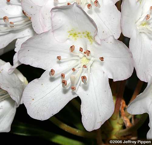 Great Laurel, Rosebay Rhododendron, Great Rhododendron (Rhododendron maximum)