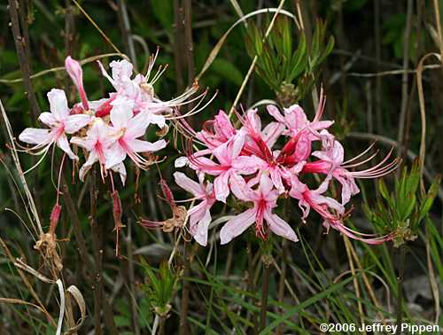 Pinxterflower (Rhododendron periclymenoides)