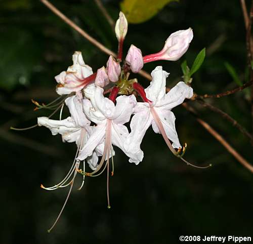Pinxterflower (Rhododendron periclymenoides)