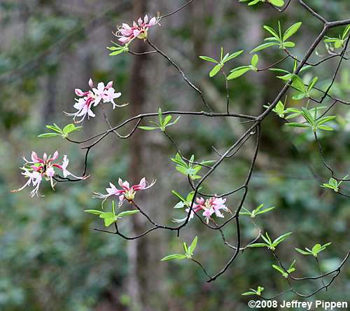 Pinxterflower (Rhododendron periclymenoides)