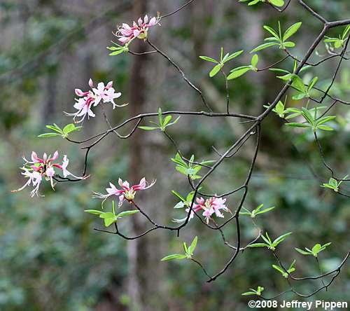 Pinxterflower (Rhododendron periclymenoides)