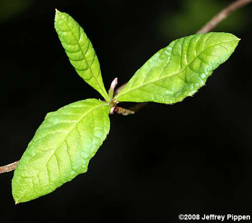 Pinxterflower (Rhododendron periclymenoides)