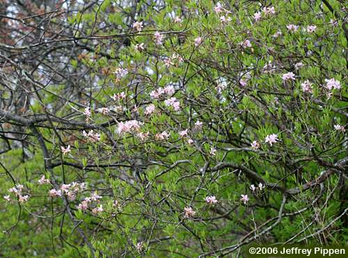 Pinkshell Azalea (Rhododendron vaseyi)