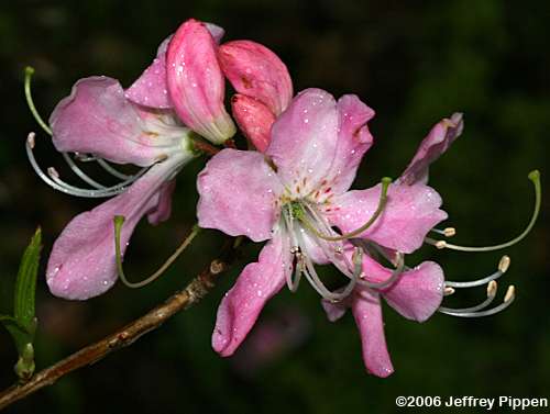 Pinkshell Azalea (Rhododendron vaseyi)