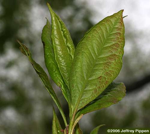 Pinkshell Azalea (Rhododendron vaseyi)