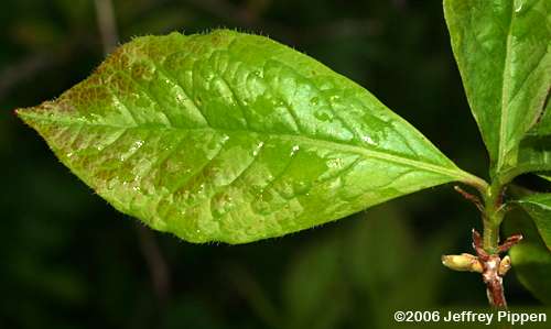 Pinkshell Azalea (Rhododendron vaseyi)