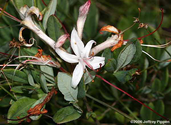Swamp Azalea (Rhododendron viscosum)
