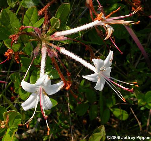 Swamp Azalea (Rhododendron viscosum)