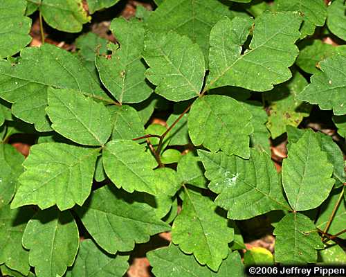 Fragrant Sumac (Rhus aromatica)