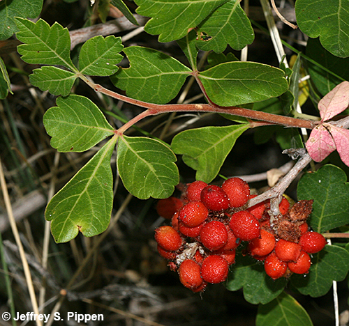 Fragrant Sumac (Rhus aromatica)