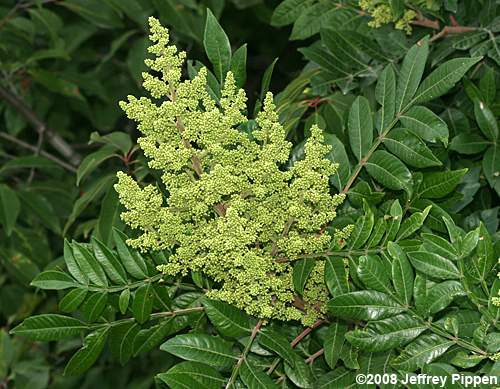 Winged Sumac (Rhus copallinum)