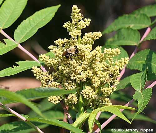 Smooth Sumac (Rhus glabra)