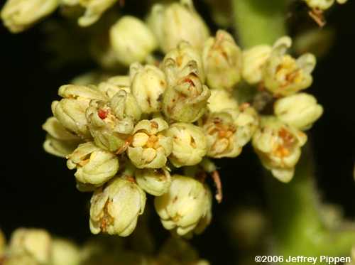 Smooth Sumac (Rhus glabra)
