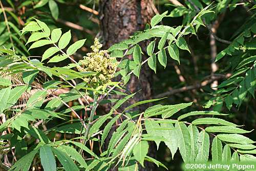 Smooth Sumac (Rhus glabra)