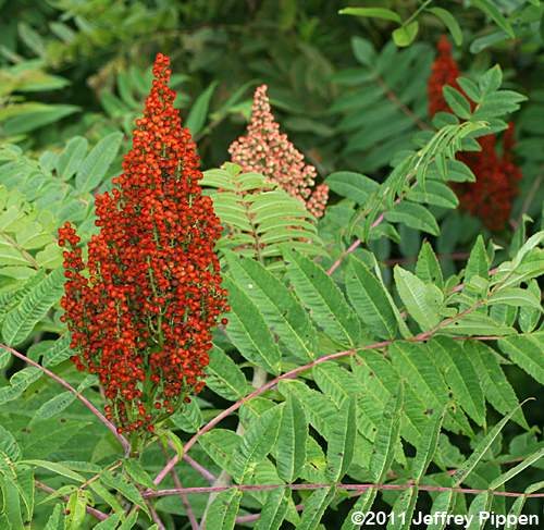 Smooth Sumac (Rhus glabra)