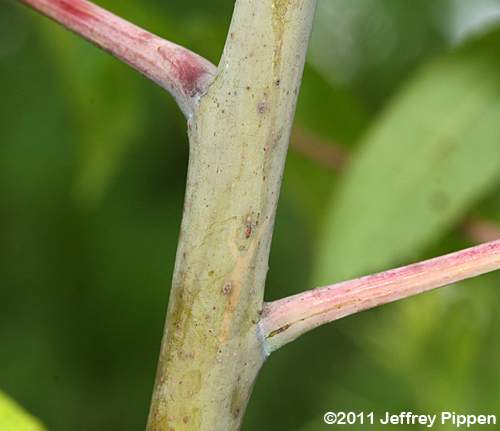 Smooth Sumac (Rhus glabra)