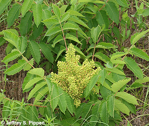 Rhus (sumac)