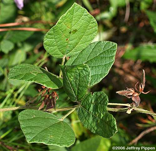 Doubleform Snoutbean, Twining Rhynchosia (Rhynchosia difformis)