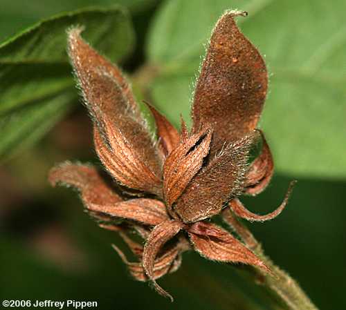 Doubleform Snoutbean, Twining Rhynchosia (Rhynchosia difformis)