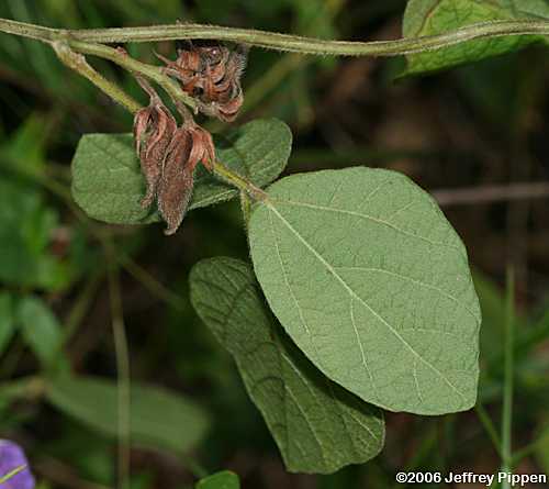 Doubleform Snoutbean, Twining Rhynchosia (Rhynchosia difformis)