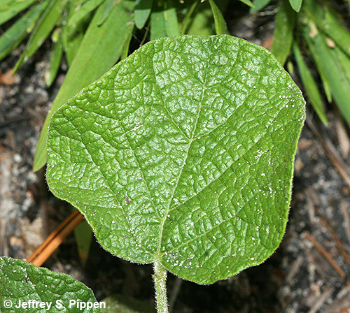 Dollarweed (Rhynchosia reniformis)