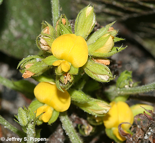 Dollarweed (Rhynchosia reniformis)