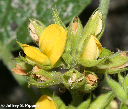 Dollarweed (Rhynchosia reniformis)