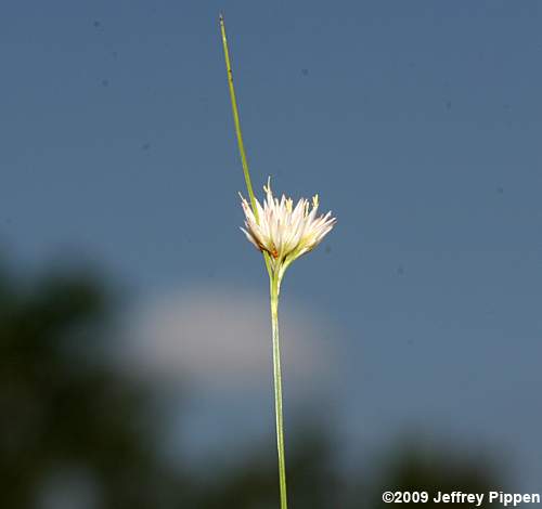 Pale Beaksedge (Rhynchospora pallida)