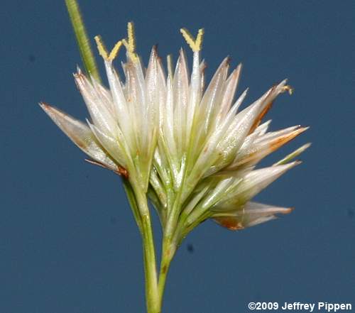 Pale Beaksedge (Rhynchospora pallida)