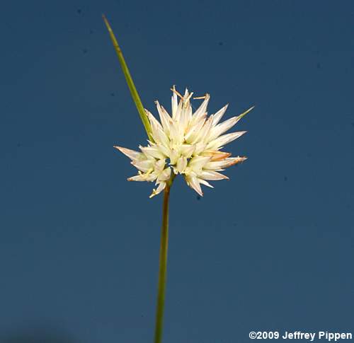 Pale Beaksedge (Rhynchospora pallida)