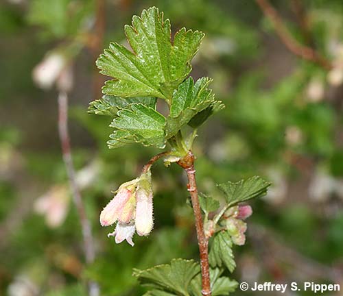 Wax Current (Ribes cereum)