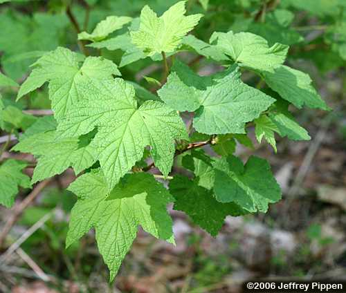 Skunk Currant (Ribes glandulosum)