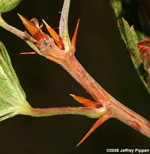 Appalachian Gooseberry (Ribes rotundifolium)