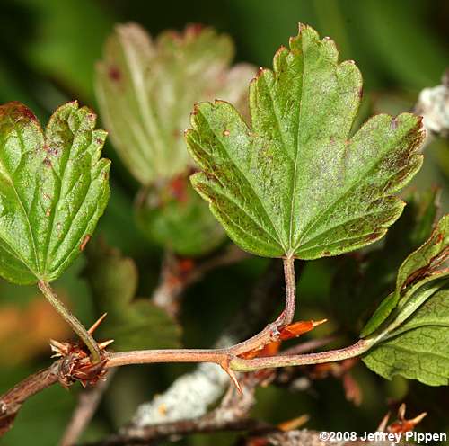 Appalachian Gooseberry (Ribes rotundifolium)