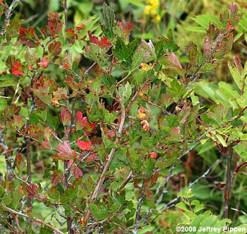 Appalachian Gooseberry (Ribes rotundifolium)