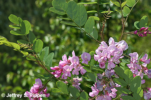 Bristly Locust (Robinia hispida)