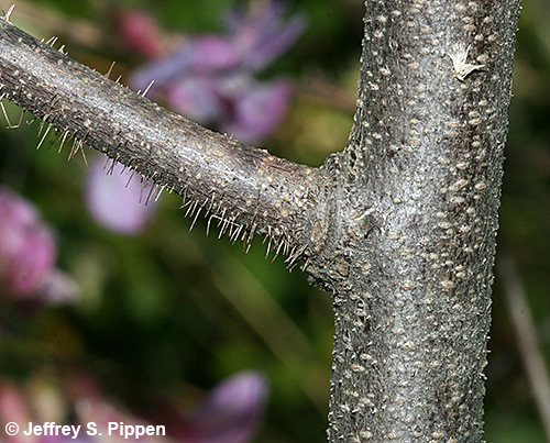 Bristly Locust (Robinia hispida)