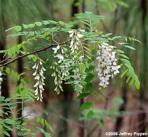 Black Locust (Robinia pseudoacacia)
