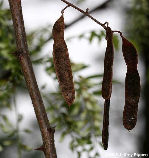 Black Locust (Robinia pseudoacacia)