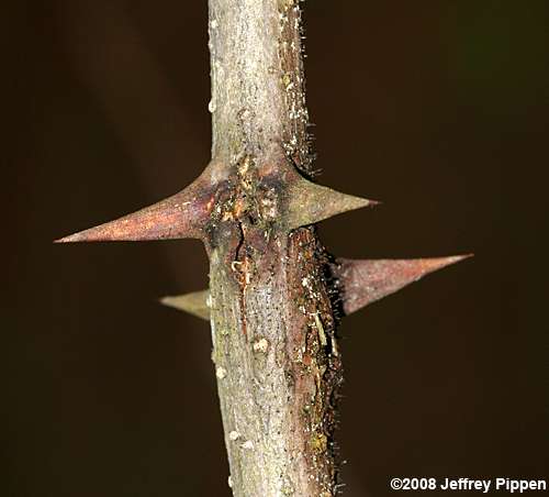 Black Locust (Robinia pseudoacacia)