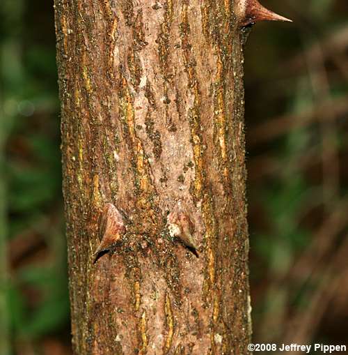 Black Locust (Robinia pseudoacacia)