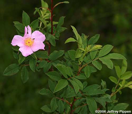 Swamp Rose (Rosa palustris)