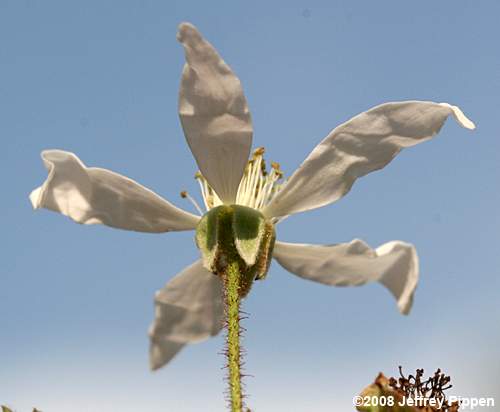 dewberry (Rubus sp.)