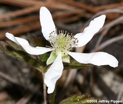 dewberry (Rubus sp.)