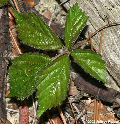 dewberry (Rubus sp.)