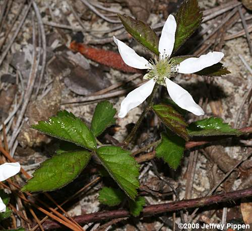dewberry (Rubus sp.)