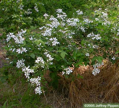 Sawtooth Blackberry (Rubus argutus)