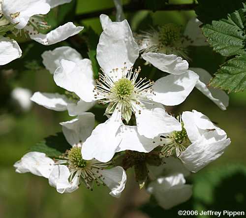 Sawtooth Blackberry (Rubus argutus)