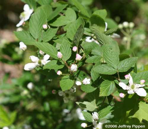 Sawtooth Blackberry (Rubus argutus)